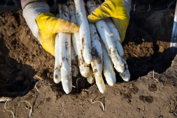 Sezon 2021 zaczyna się od bardzo wysokich cen: 20-25 euro za kilogram/ fot. shutterstock Niemcy: wysokie ceny szparagów i brak pracowników do zbiorów