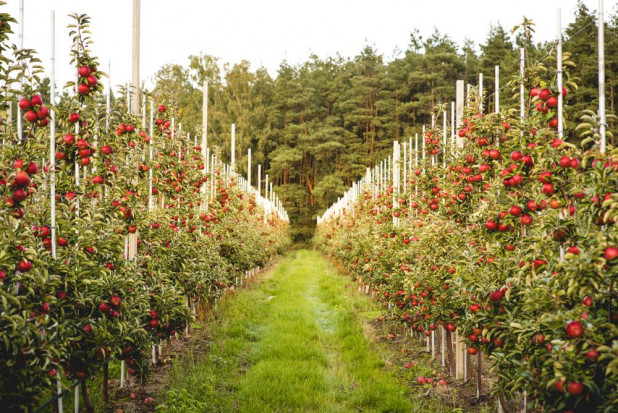 Co czeka na sadowników i producentów w sezonie jabłkowym 2021 roku?/ fot. shutterstock Jakie wyzwania czekają sadowników w sezonie 2021?