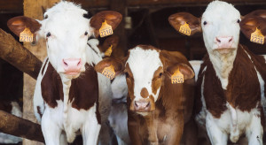 Producent warzyw chce zainwestować w hodowlę krów. Sąsiedzi protestują