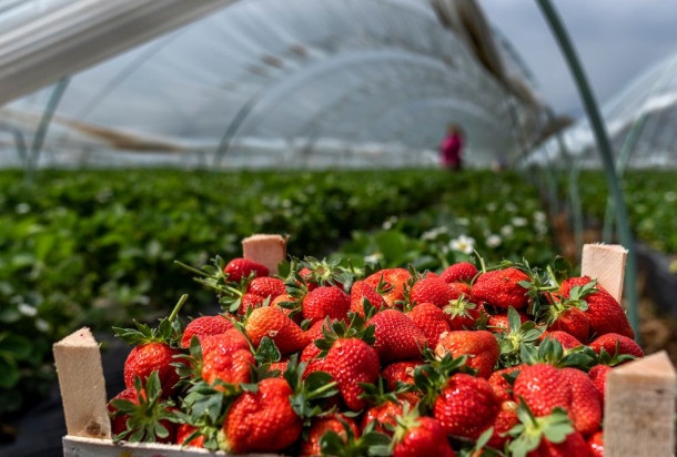Są nowe wytyczne dla producentów rolnych, zatrudniających cudzoziemców przy pracach sezonowych/ fot. shutterstock Nowe wytyczne dla zatrudniających cudzoziemców do prac sezonowych