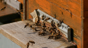 Pomorskie: kilkadziesiąt tysięcy pszczół zginęło po zalaniu olejem napędowym
