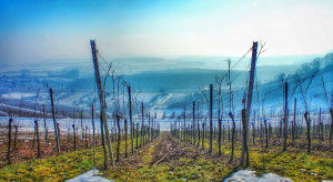 Mrozy dotknęły uprawy winorośli we Francji