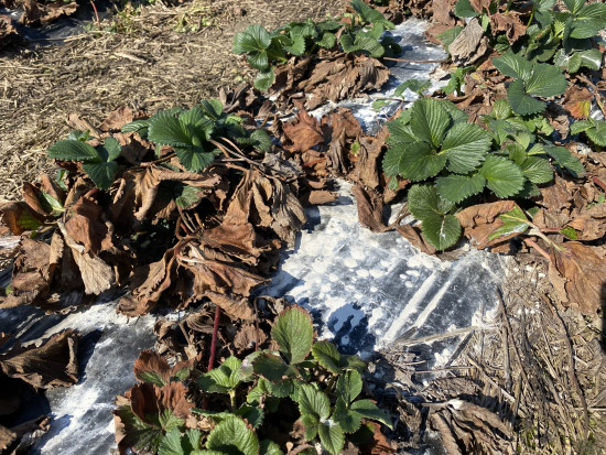 Czy jeszcze można stosować nawozy wapniowe na plantacjach truskawki?/ fot. Doradca Jagodowy Można jeszcze stosować nawozy wapniowe na plantacjach truskawki?