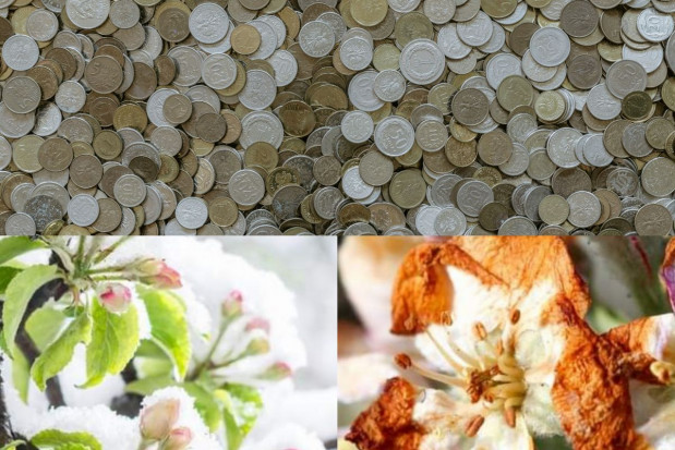 Propozycja nowego systemu ubezpieczeń upraw; fot. shutterstock.com / unsplash.com Lewica krytykuje dopłaty do ubezpieczeń rolnych. Proponuje 1 mld zł rocznie