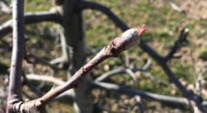 Przędziorki wiosną - czas na pierwsze zabiegi