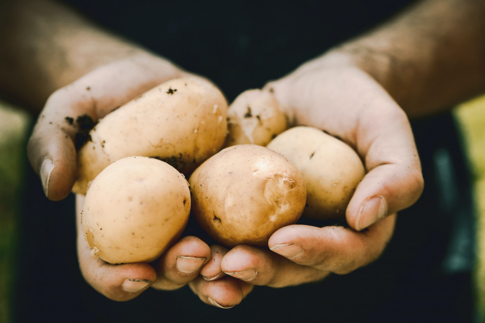 Sosnowiec: rolnik chciał rozdać 10 t ziemniaków. Mieszkańcy je kupili
