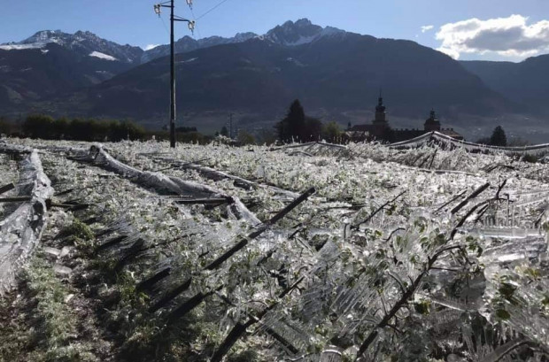 Południowy Tyrol: Katastrofalny efekt walki z mrozem w sadzie