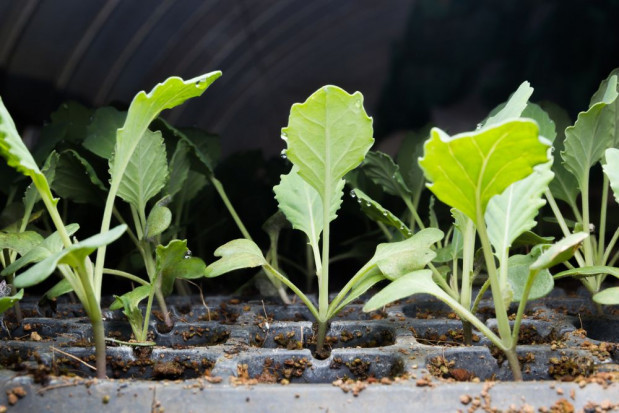We wszystkich sklepach sieci dostępne będą sadzonki warzyw od polskiego producenta/fot. shutterstock.com Lidl sprzedaje sadzonki warzyw polskiego producenta