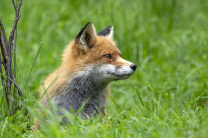 Siódmy przypadek wścieklizny u lisa w województwie mazowieckim