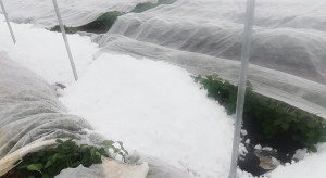 Lubelskie: Przez śnieg ucierpiały rzędy truskawek - relacja producenta (foto)