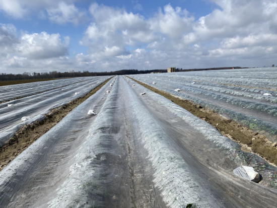 Uprawa pod folią perforowaną na płask to typowy system dla rejonu Czerwińska nad Wisłą /fot. Doradca Jagodowy Truskawki w tunelach - jak przebiega uprawa? cz. I (zdjęcia)