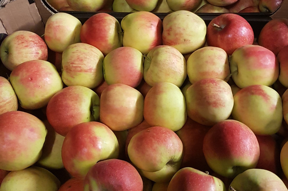 Ceny jabłek na sortowanie za niskie - sadownicy nie chcą kontynuować sprzedaży