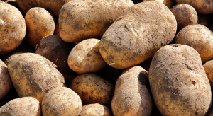 Nowy środek biologiczny przeciwko kiełkowaniu bulw ziemniaka