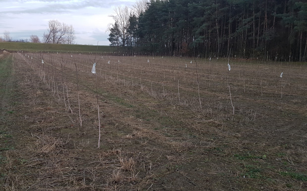 Straty w sadach wyrządzane przez zające powinny podlegać odszkodowaniom/fot. materiały własne Straty w sadach wyrządzane przez zające powinny podlegać odszkodowaniom