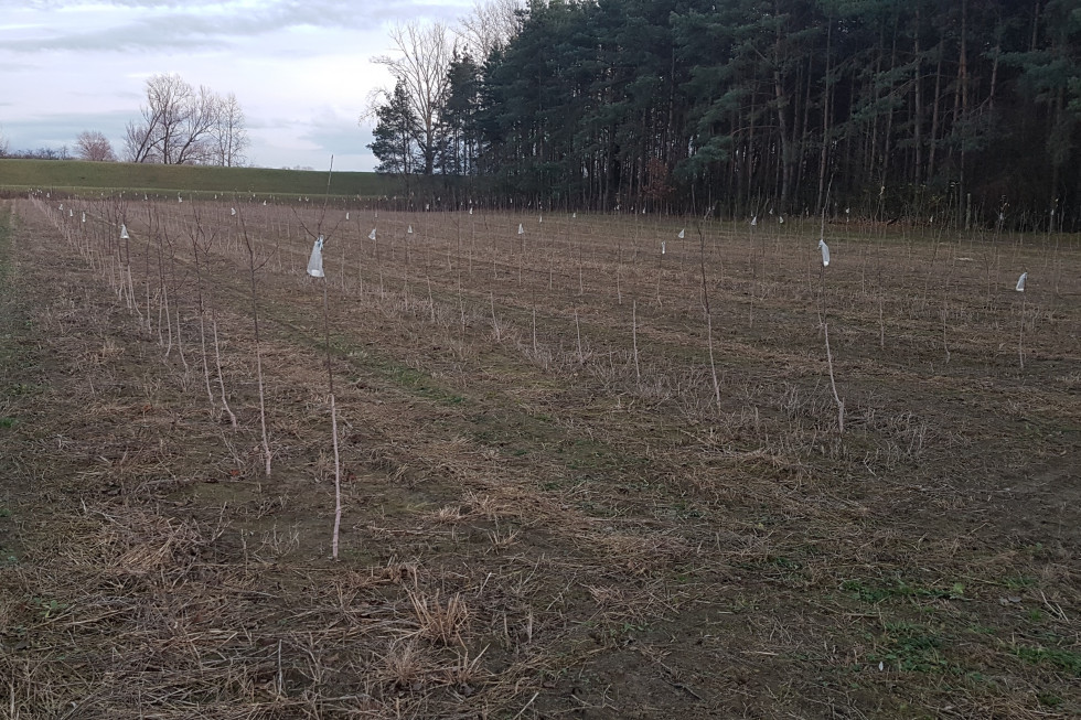 Straty w sadach wyrządzane przez zające powinny podlegać odszkodowaniom/fot. materiały własne Straty w sadach wyrządzane przez zające powinny podlegać odszkodowaniom