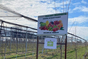 Dawne odmiany jabłoni posadzono w Sandomierzu