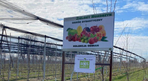 Dawne odmiany jabłoni posadzono w Sandomierzu