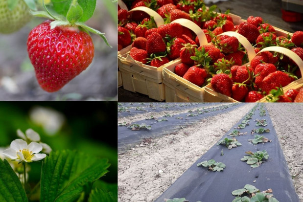 Jak polscy plantatorzy produkują truskawki? (wyniki ankiety)