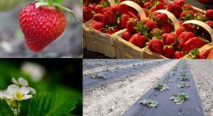 Jak polscy plantatorzy produkują truskawki? (wyniki ankiety)