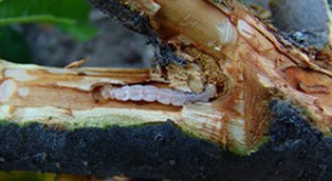 Agrilus mali – zagrozi uprawom jabłoni w Europie?