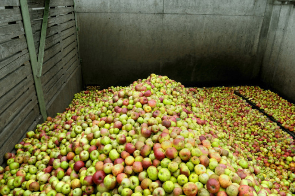 Raport CBA - co ustalono ws. Programu Stabilizacji Cen na Rynku Jabłek?