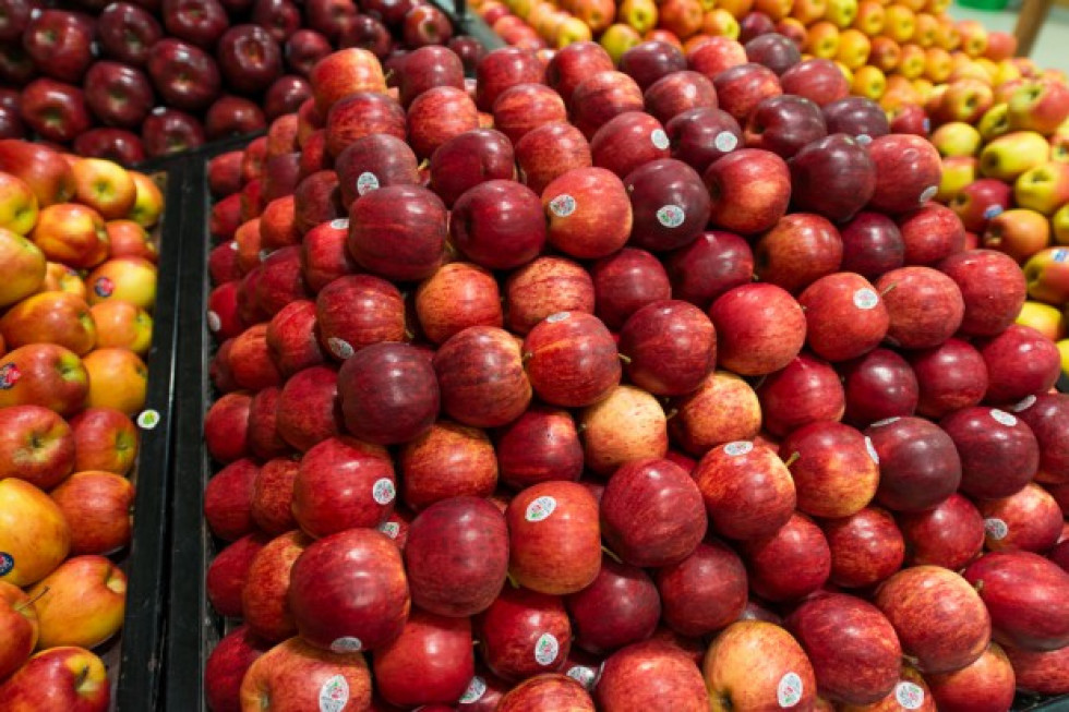 Hiszpanie kupują więcej jabłek krajowej produkcji/fot. shutterstock.com Hiszpanie kupują więcej jabłek krajowej produkcji