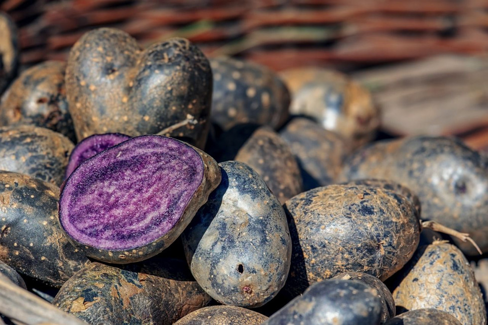 Podlaskie: Porejestrowe doświadczenia z uprawą fioletowych ziemniaków