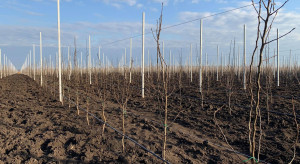 Ukraińska firma zakłada sad gruszkowy na powierzchni 30 ha
