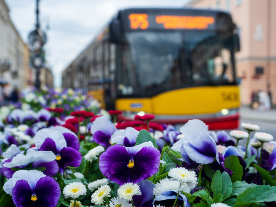 Zarząd Zieleni m.st. Warszawy obsadza ulice krzewami i bylinami / fot. shutterstock Warszawa: Ponad 50 km ulic obsadzonych drzewami, krzewami i bylinami