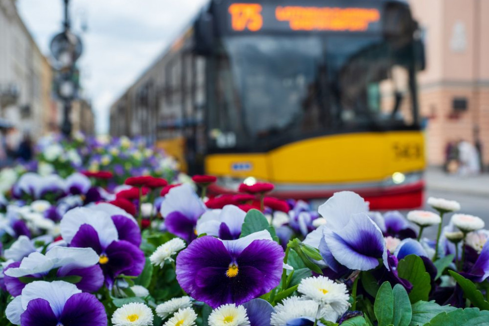 Zarząd Zieleni m.st. Warszawy obsadza ulice krzewami i bylinami / fot. shutterstock Warszawa: Ponad 50 km ulic obsadzonych drzewami, krzewami i bylinami