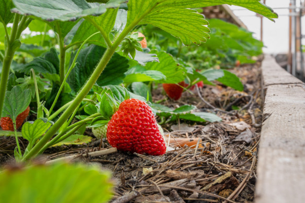 Niemcy rozpoczynają pierwsze zbiory truskawek/ fot. shutterstock.com Niemcy rozpoczynają pierwsze zbiory truskawek