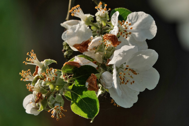 Ostatnie dwa tygodnie mroźnych nocy w Austrii spowodowały całkowite szkody w uprawie owoców/fot. shutterstock.com Austria: Uszkodzenia mrozowe moreli, wiśni i jabłek sięgają 35 mln euro