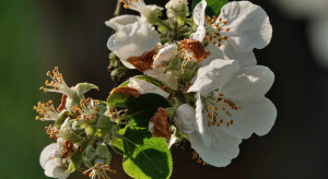 Austria: Uszkodzenia mrozowe moreli, wiśni i jabłek sięgają 35 mln euro