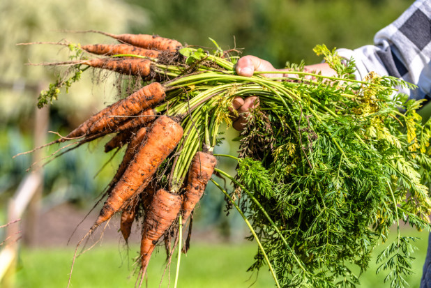 Rolnicza produkcja ekologiczna to nie jest produkcja zacofana, wymaga od producentów rolnych dużo więcej wiedzy/fot. shutterstock.com Produkcja ekologiczna "nie wybacza błędów"