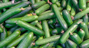 Rzeszów: jak wspierać lokalnych producentów warzyw w czasie lockdownu?
