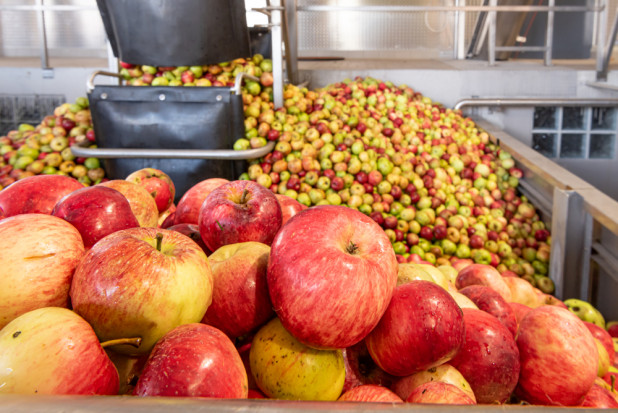 Jabłka przemysłowe: kolejne spadki cen