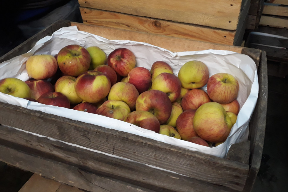 Rynek Bronisze: Stagnacja w sprzedaży jabłek, brakuje kupujących
