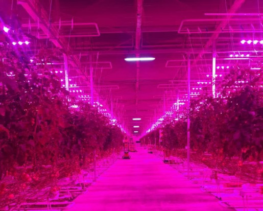 W styczniu szklarnia z uprawą pomidorów w Kazachstanie po raz pierwszy rozświetliła się światłem z lamp LED/ fot. materiały prasowe Lampy LED z Polski oświetlają uprawy pomidora w Kazachstanie