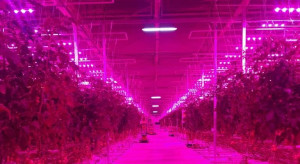 Lampy LED z Polski oświetlają uprawy pomidora w Kazachstanie