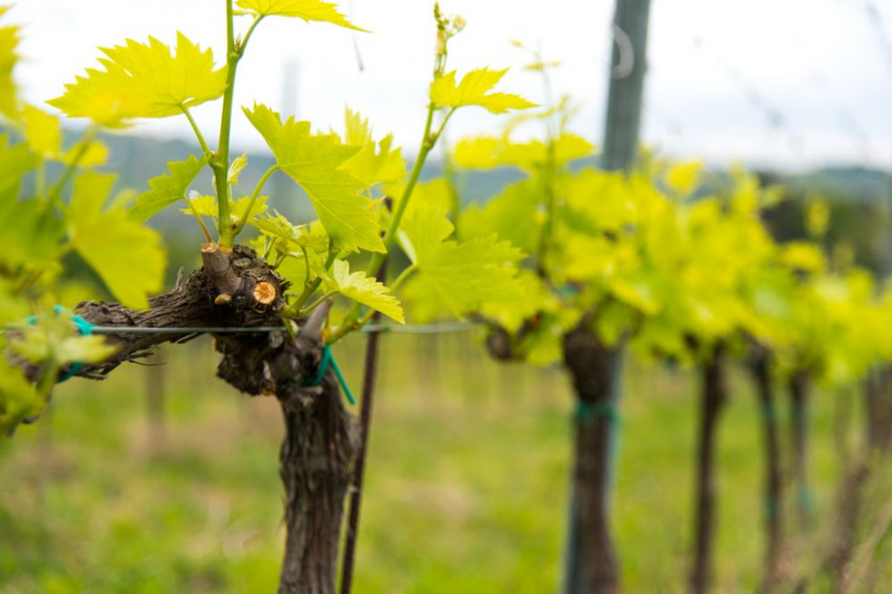 Meloidogyne vitis  – nowy pasożyt zagrażający winorośli