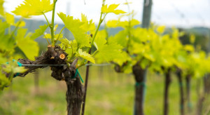 Meloidogyne vitis  – nowy pasożyt zagrażający winorośli