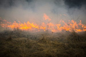 Śląskie: Od kwietnia strażacy gasili ponad 600 pożarów traw