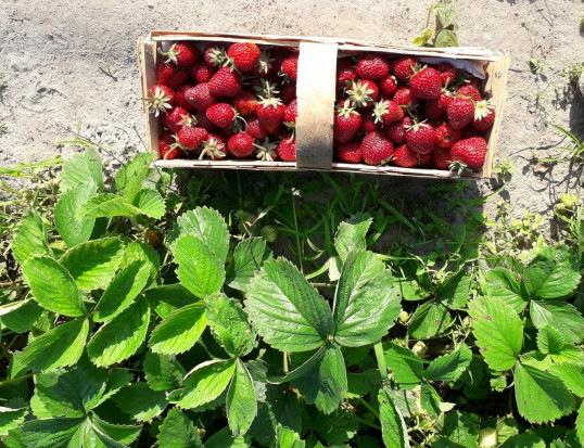 Na plantacjach truskawek ujemne temperatury sprawiły, że część kwiatów bezpowrotnie wymarzła./Fot. materiały własne Przez przymrozki ceny truskawek w tym sezonie znacznie wzrosną?