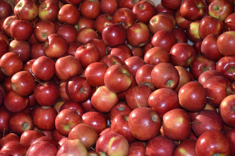 Appolonia: popyt na polskie jabłka jest nadal wysoki