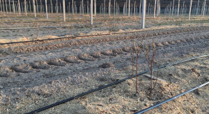 Jak przebiega wegetacja na plantacjach borówki?