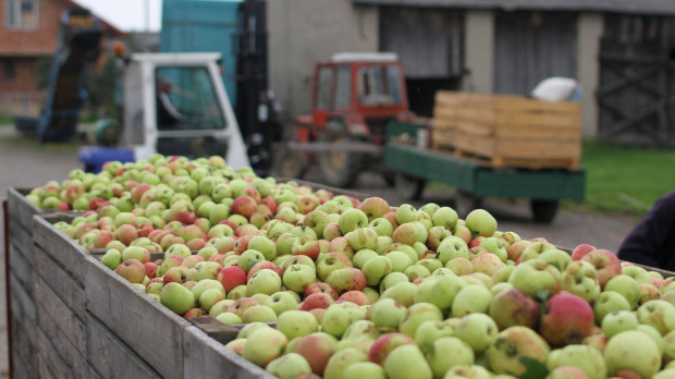 Ceny jabłek przemysłowych: spekulacje nadal trwają