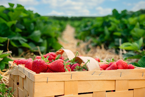 Sezon truskawkowy tuż tuż. Jak się przygotować?; fot. shutterstock.com GieldaRolna.pl: sprawne zakupy środków do uprawy truskawek