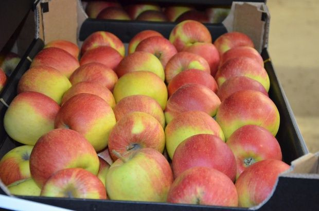 Tajwan - rynek obiecujący dla polskich jabłek, ale bardzo wymagający