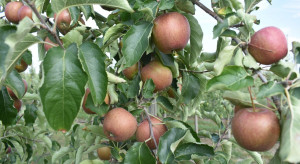 Europejskie mrozy a produkcja jabłek w Polsce - jakie prognozy?