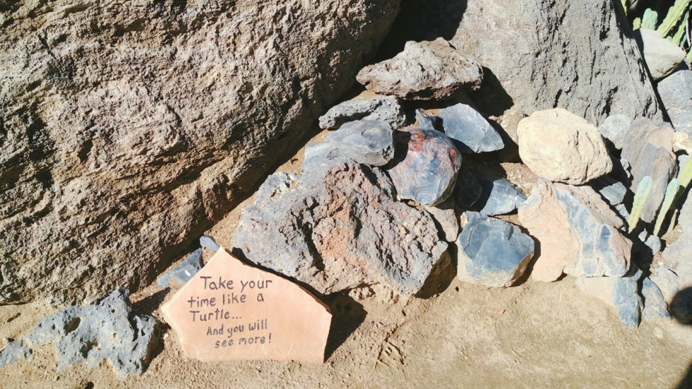 Kamienie do ogrodu skalnego – jakie wybrać?